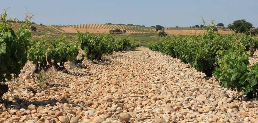 Dominio de MonteLaHorra, Ribera del Duero DO