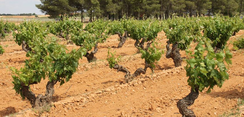 Dominio de MonteLaHorra, Ribera del Duero DO