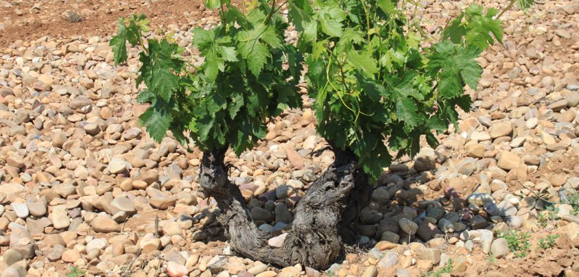 Dominio de MonteLaHorra, Ribera del Duero DO